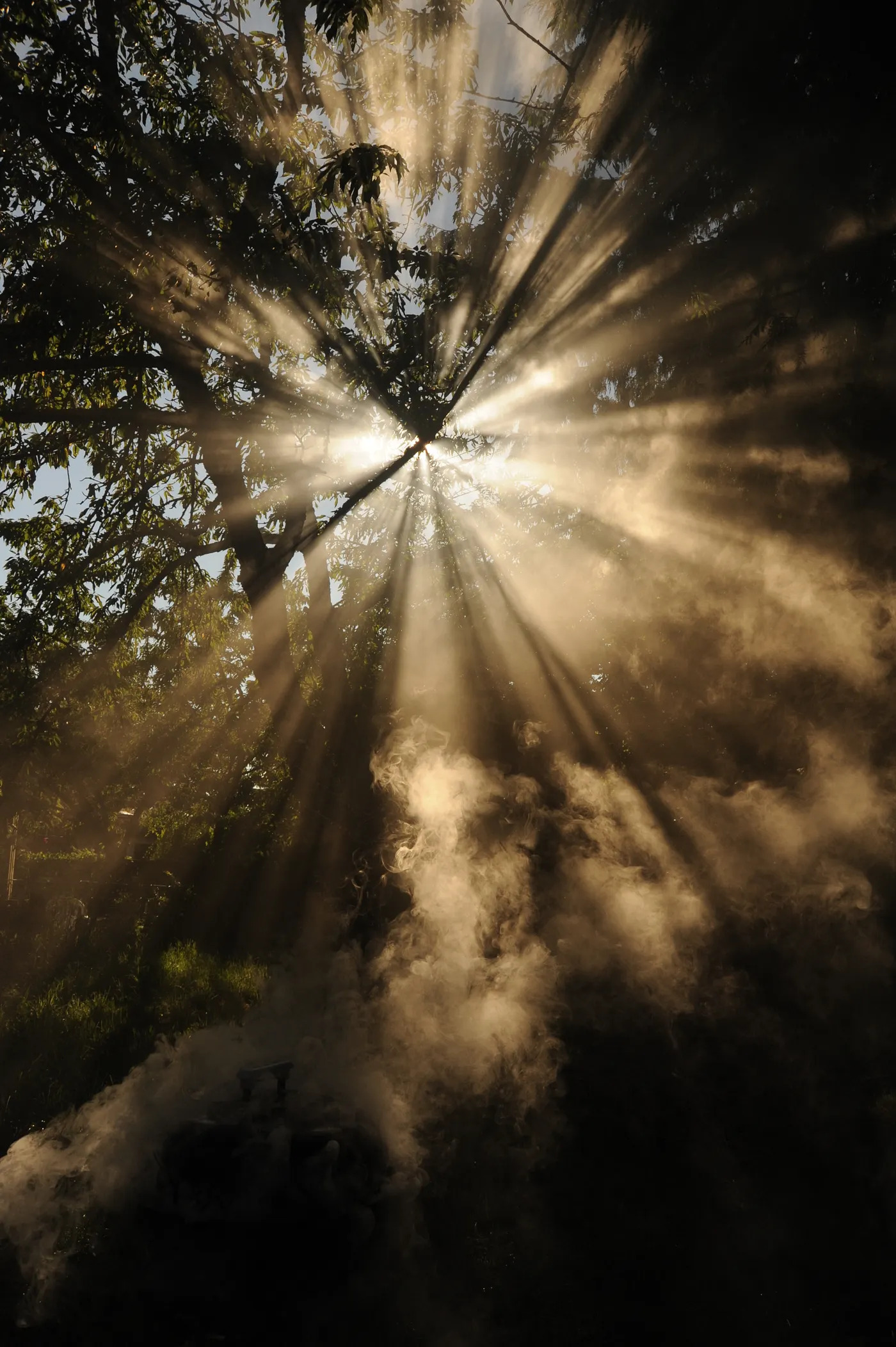 Sunlight shining through the landscape